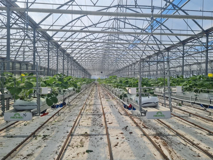 Seră de căpșuni - instalație termică